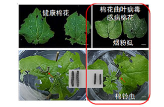 近日，微生物研究所發(fā)現(xiàn)雙生病毒調(diào)控植物免疫平衡實(shí)現(xiàn)全新生態(tài)功能