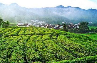 9月2日，財(cái)政部、稅務(wù)總局發(fā)布了關(guān)于繼續(xù)執(zhí)行邊銷茶增值稅政策的公告